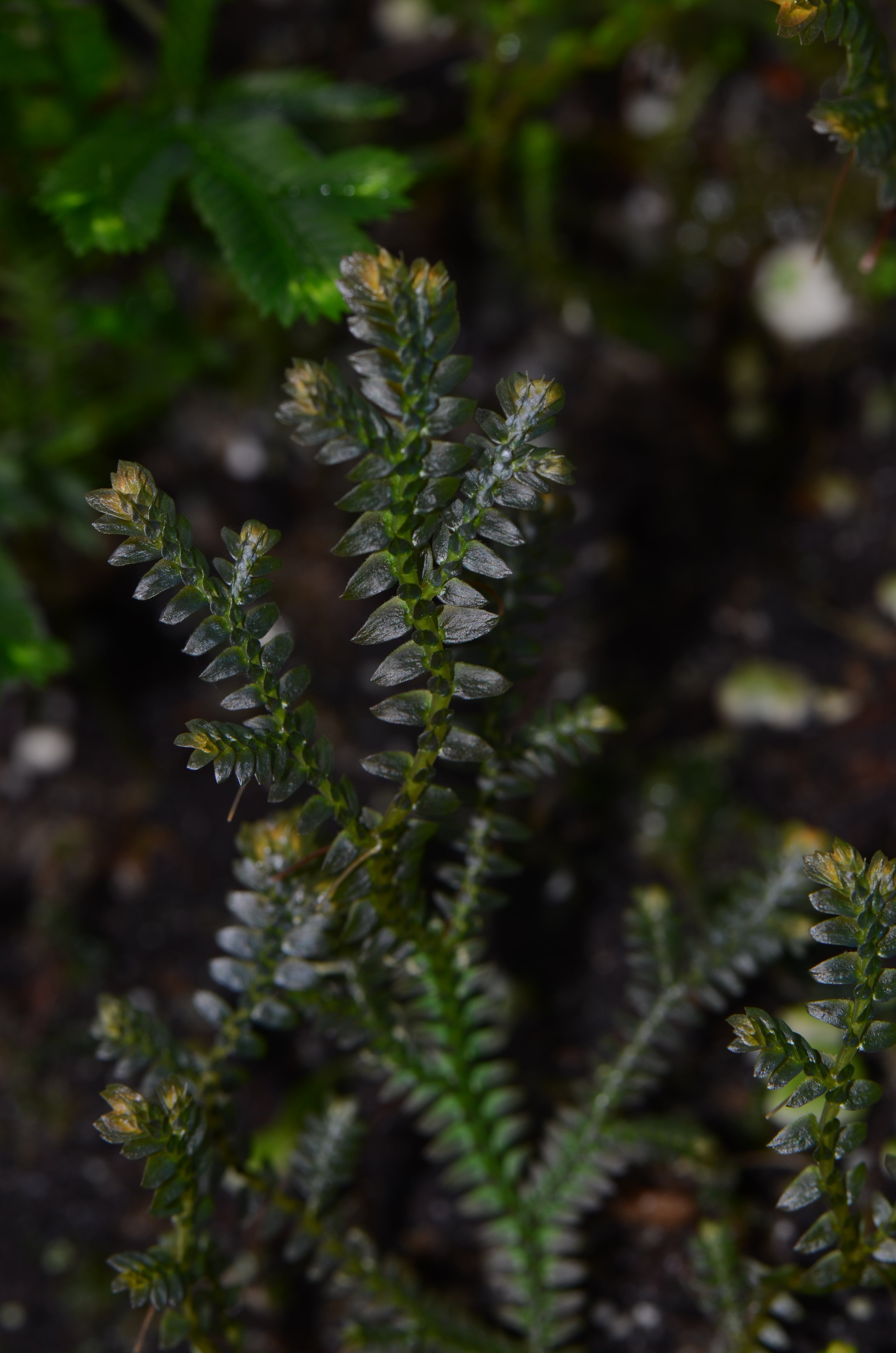 Selaginella sp. 