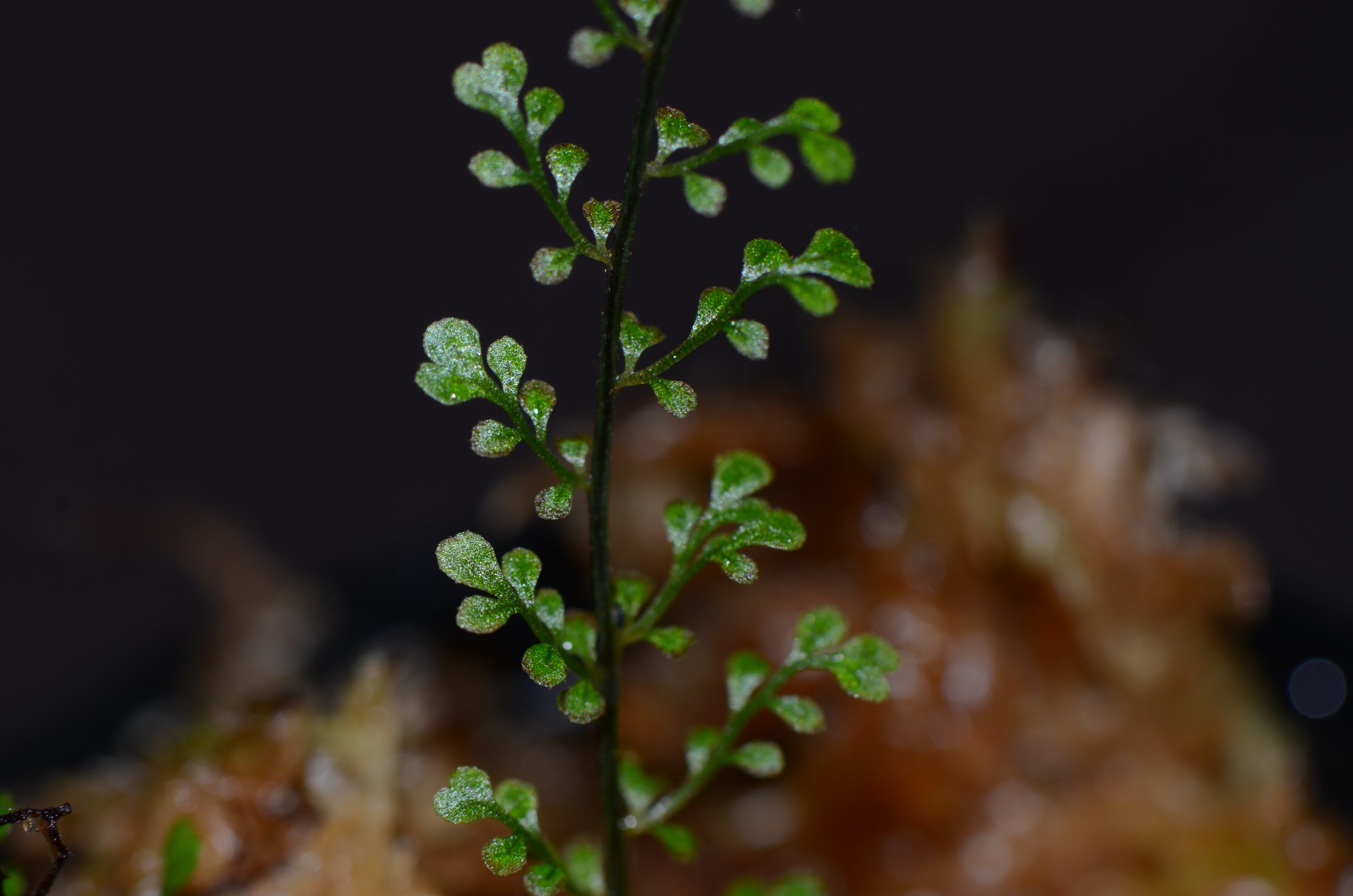 Asplenium sp. 