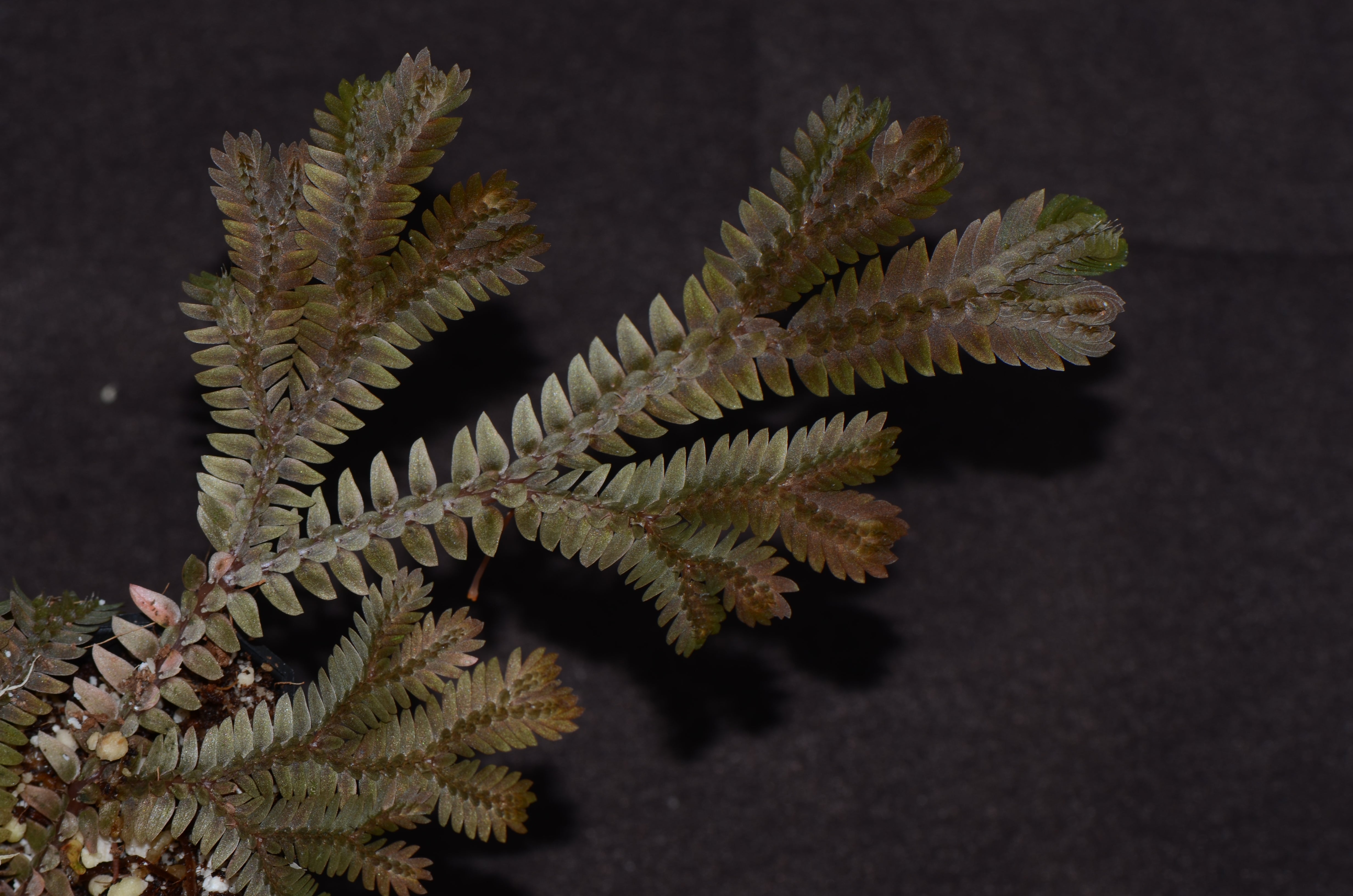 Selaginella sp. 