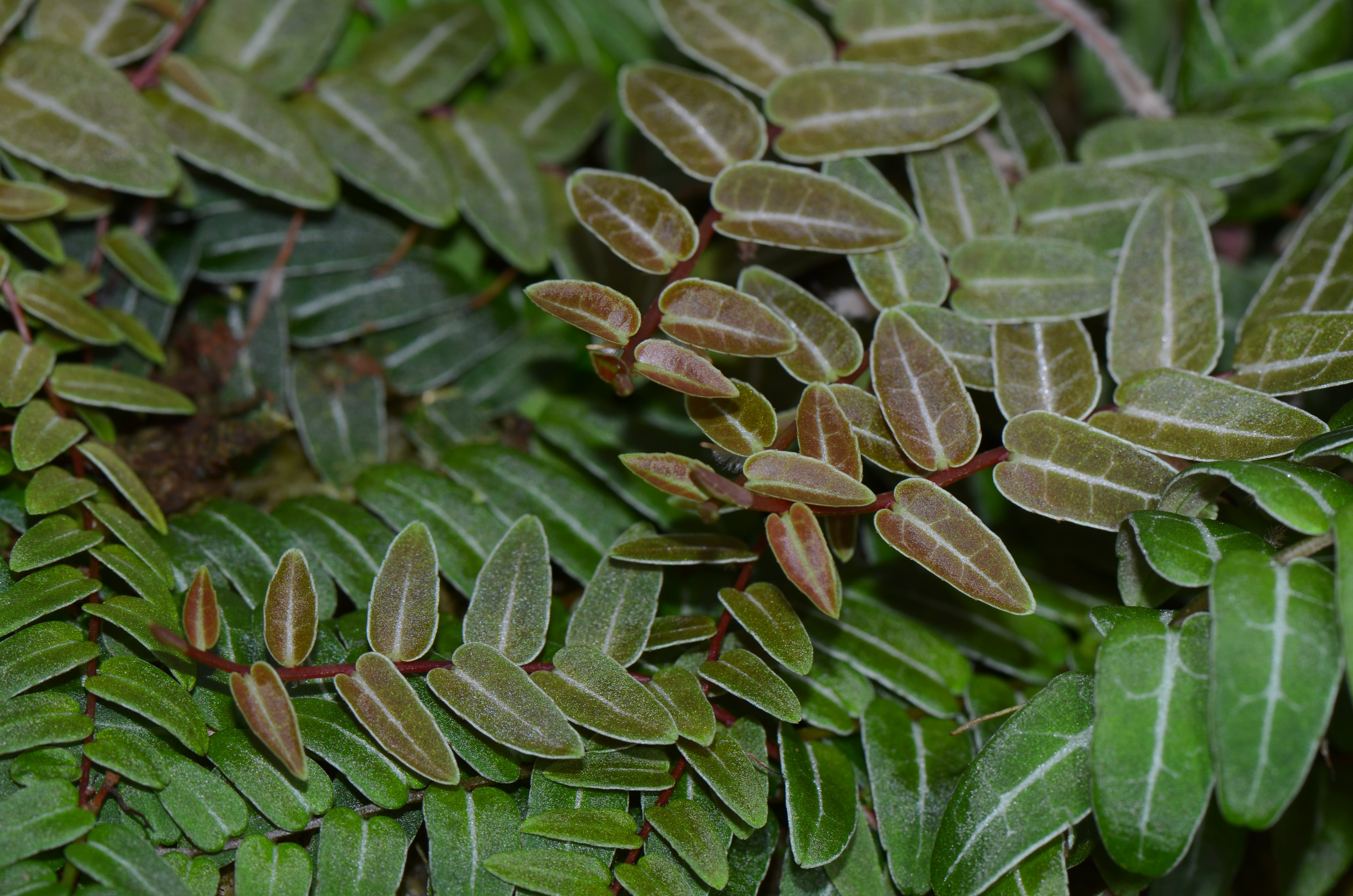 Marcgravia Aff. Umbellata 