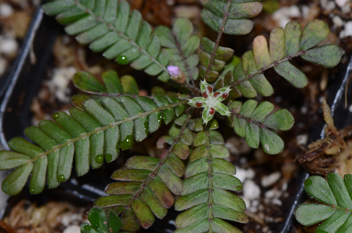 Biophytum sp. Ecuador.