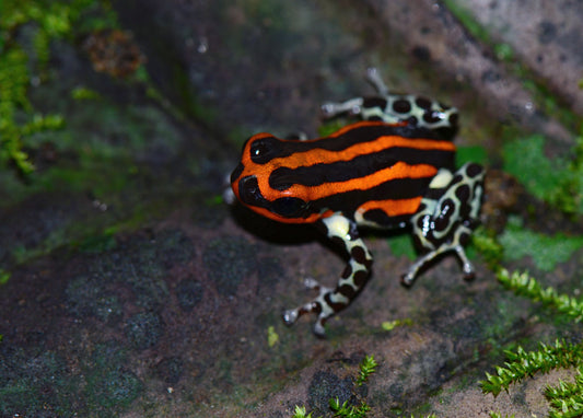 Ranitomeya sirensis "Pachitea Orange"