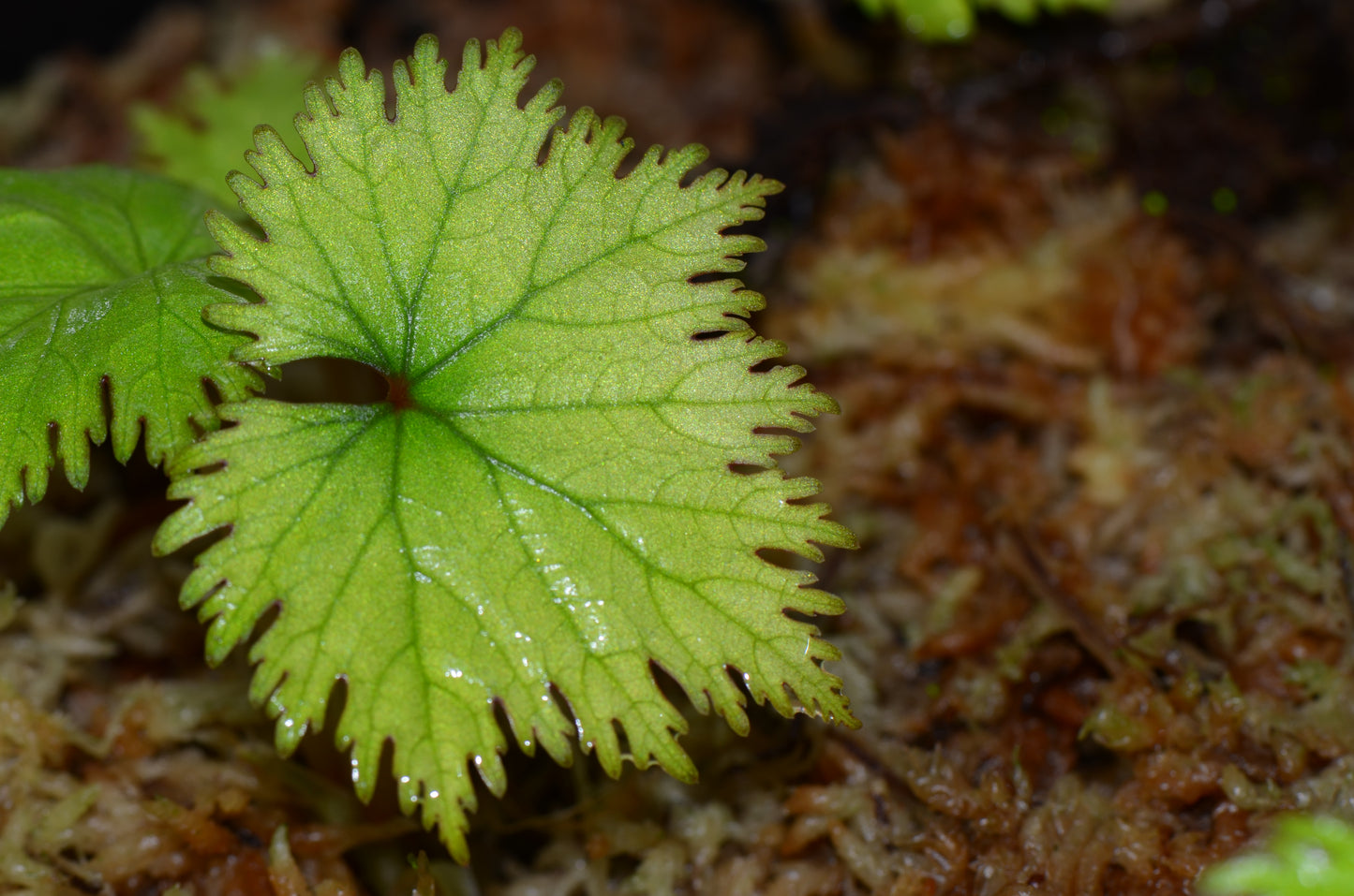 Begonia lyallii