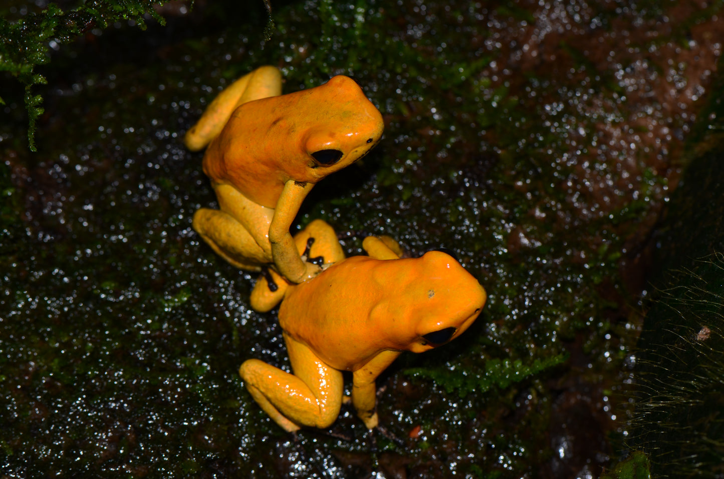 Phyllobates terribilis "Blackfoot"