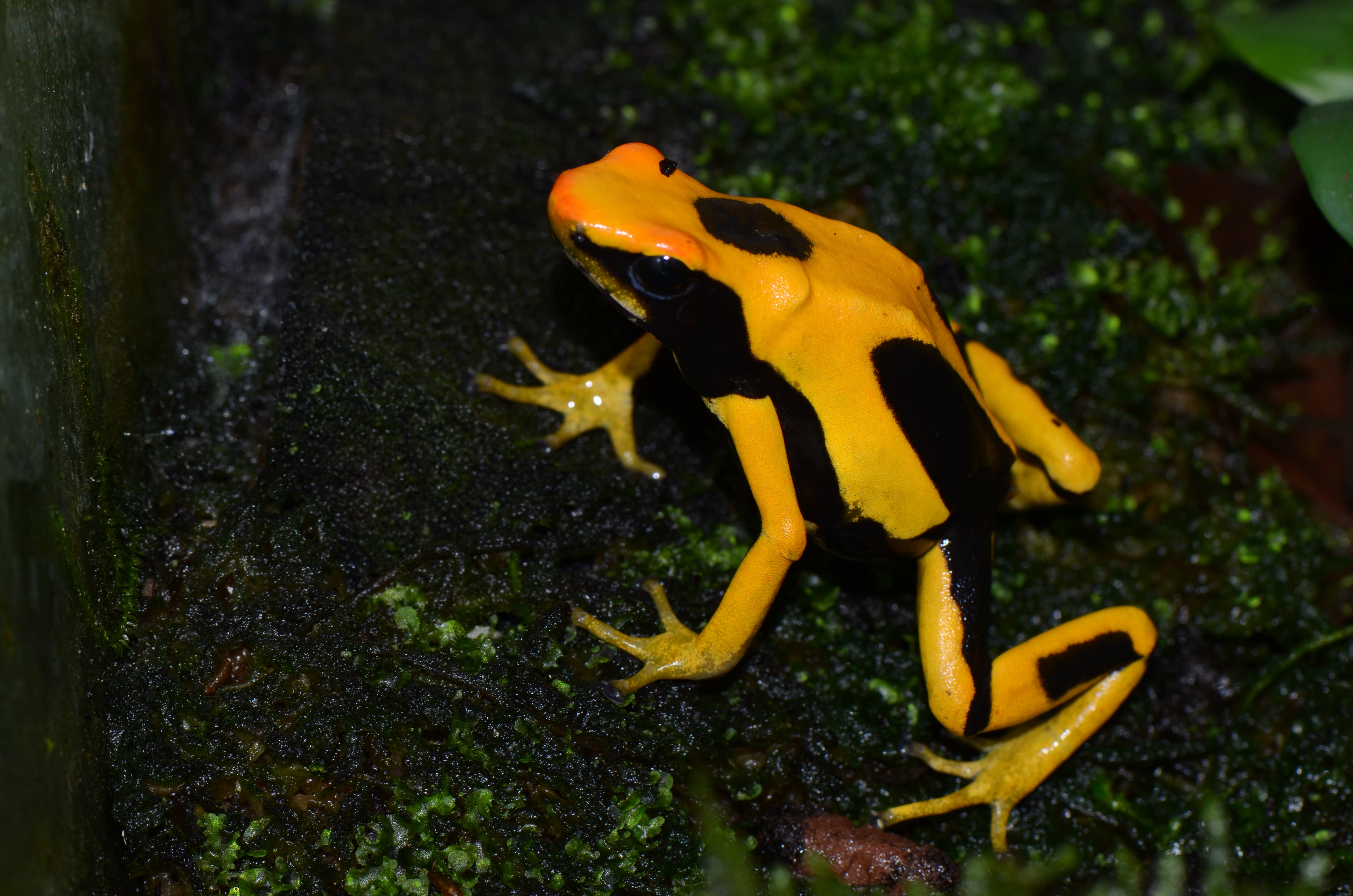 Dendrobates tinctorius 