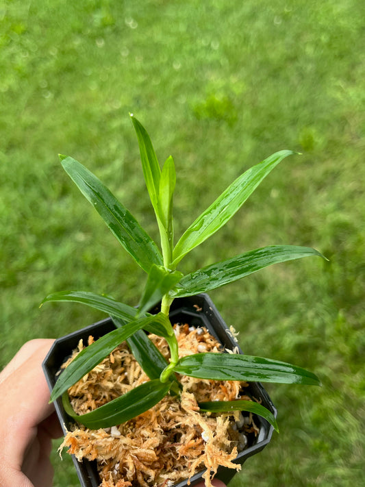 Pandanus sp. "Iquitos"