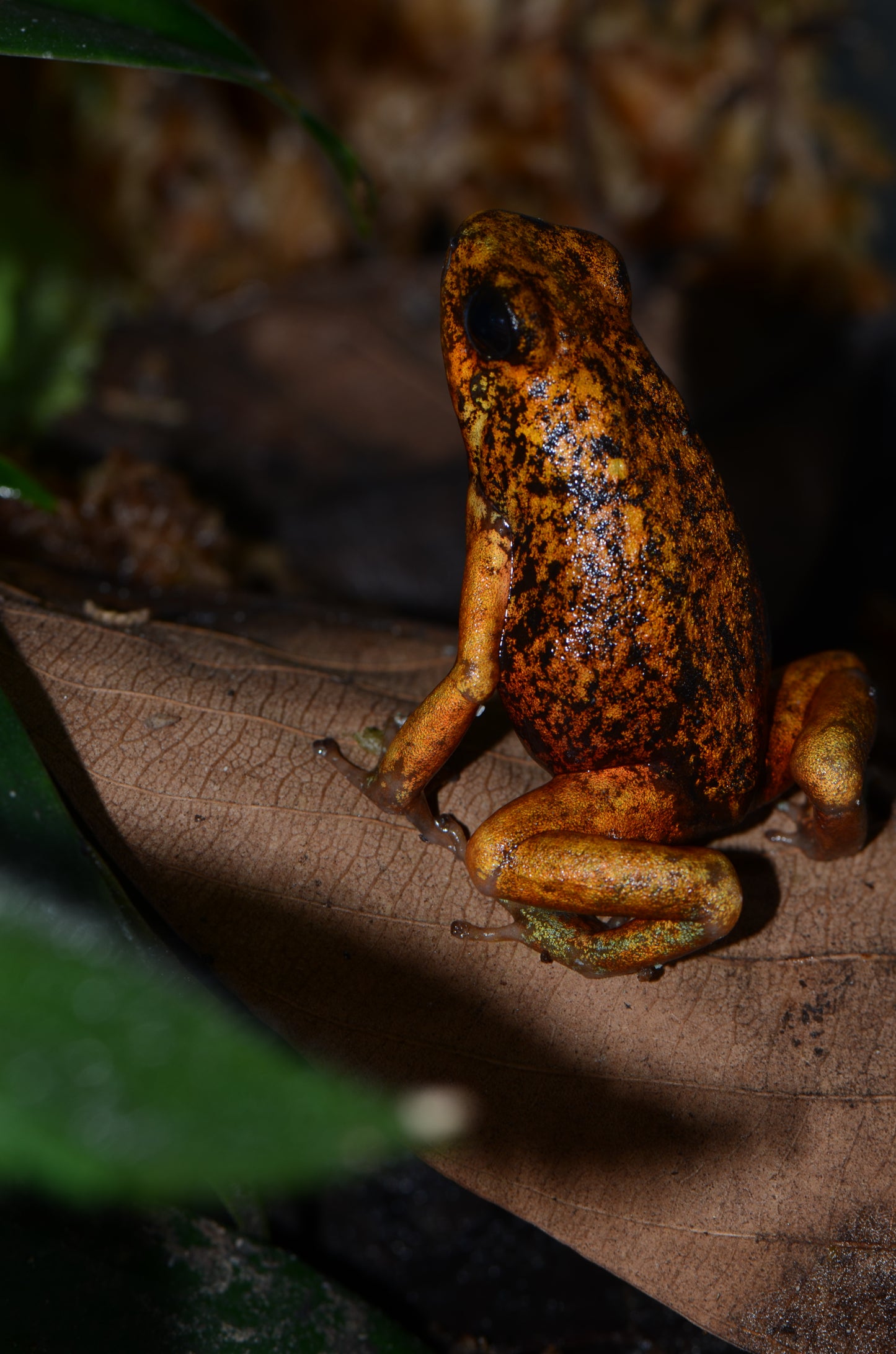 Oophaga sylvatica "Paru"