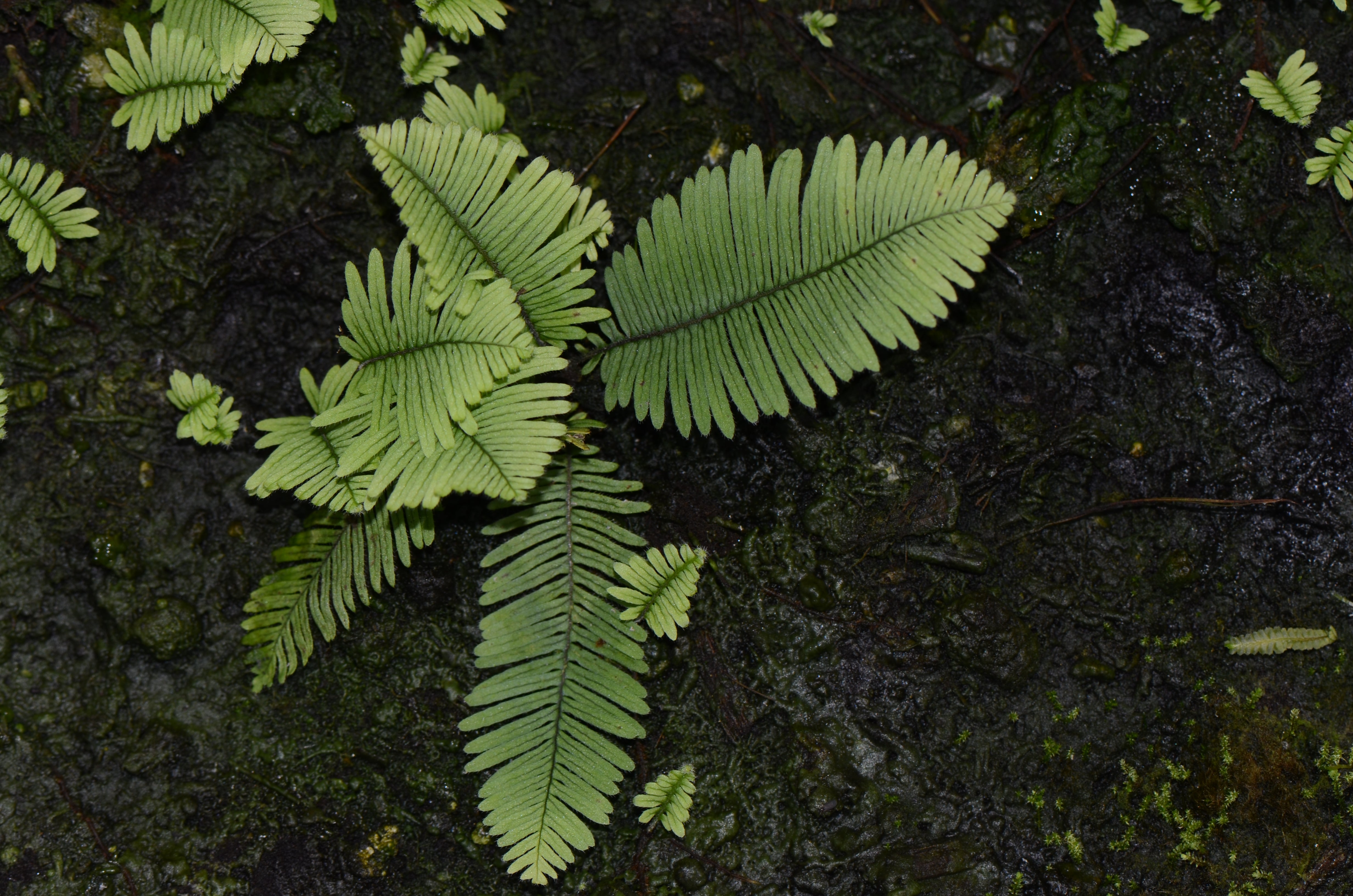 Ferns – Understory Enterprises