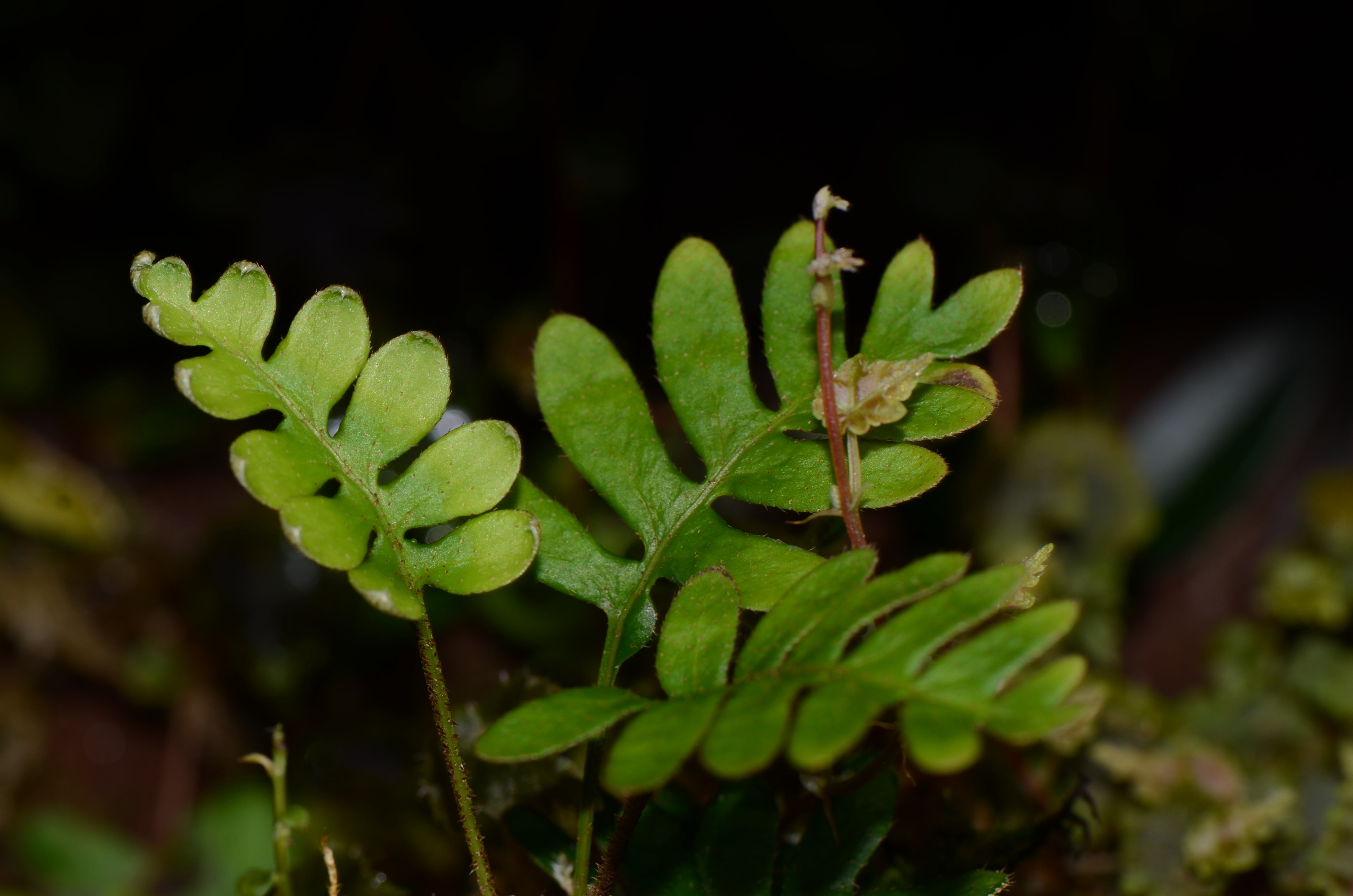 Polypodium sp. Iquitos – Understory Enterprises