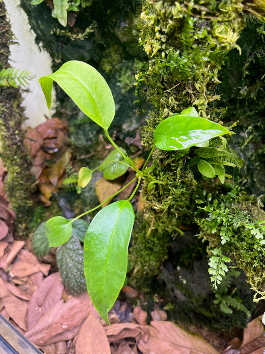 Anthurium gracile