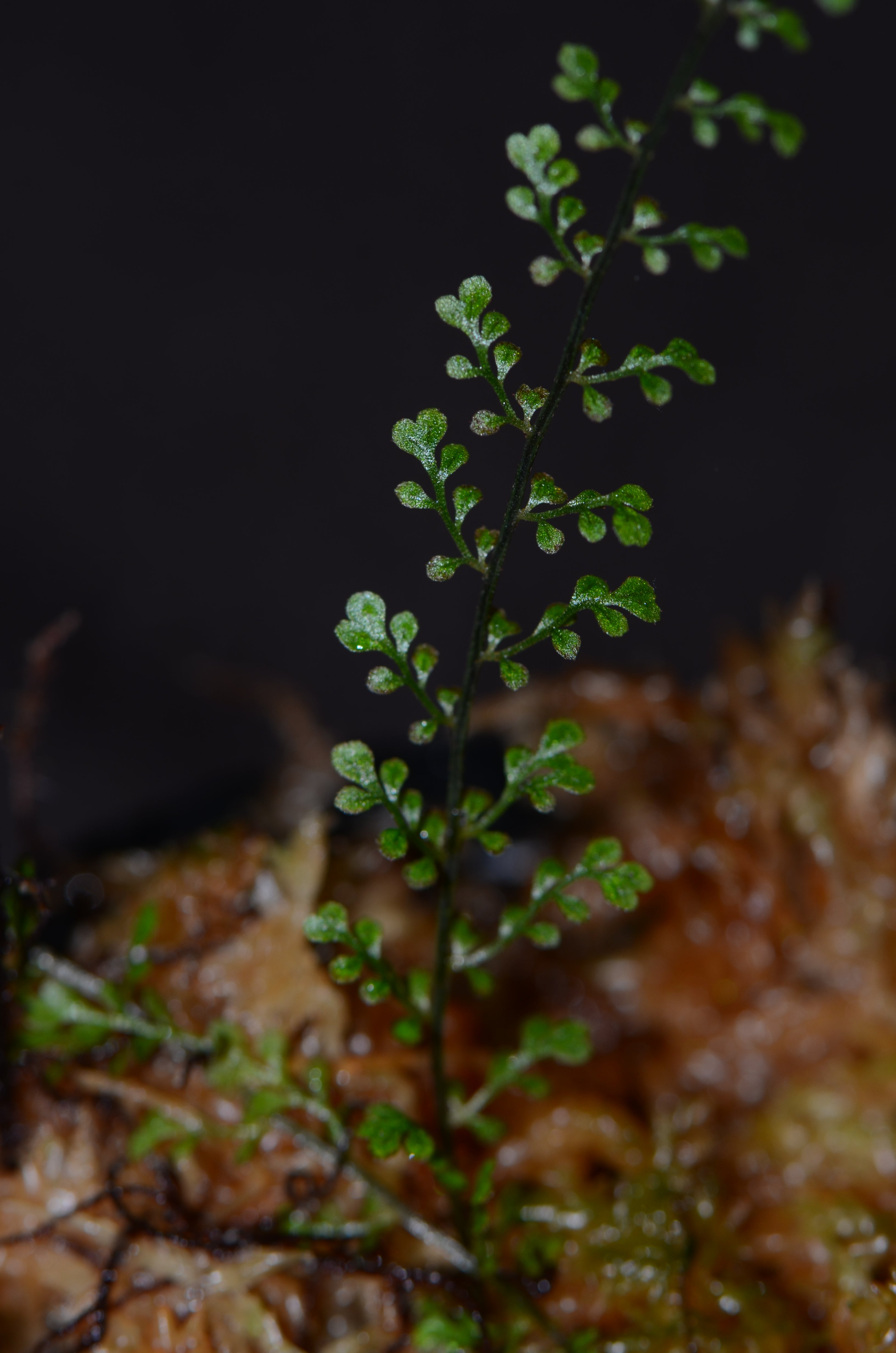 Asplenium sp. 