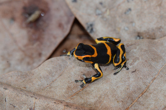 Ranitomeya imitator "Banded"