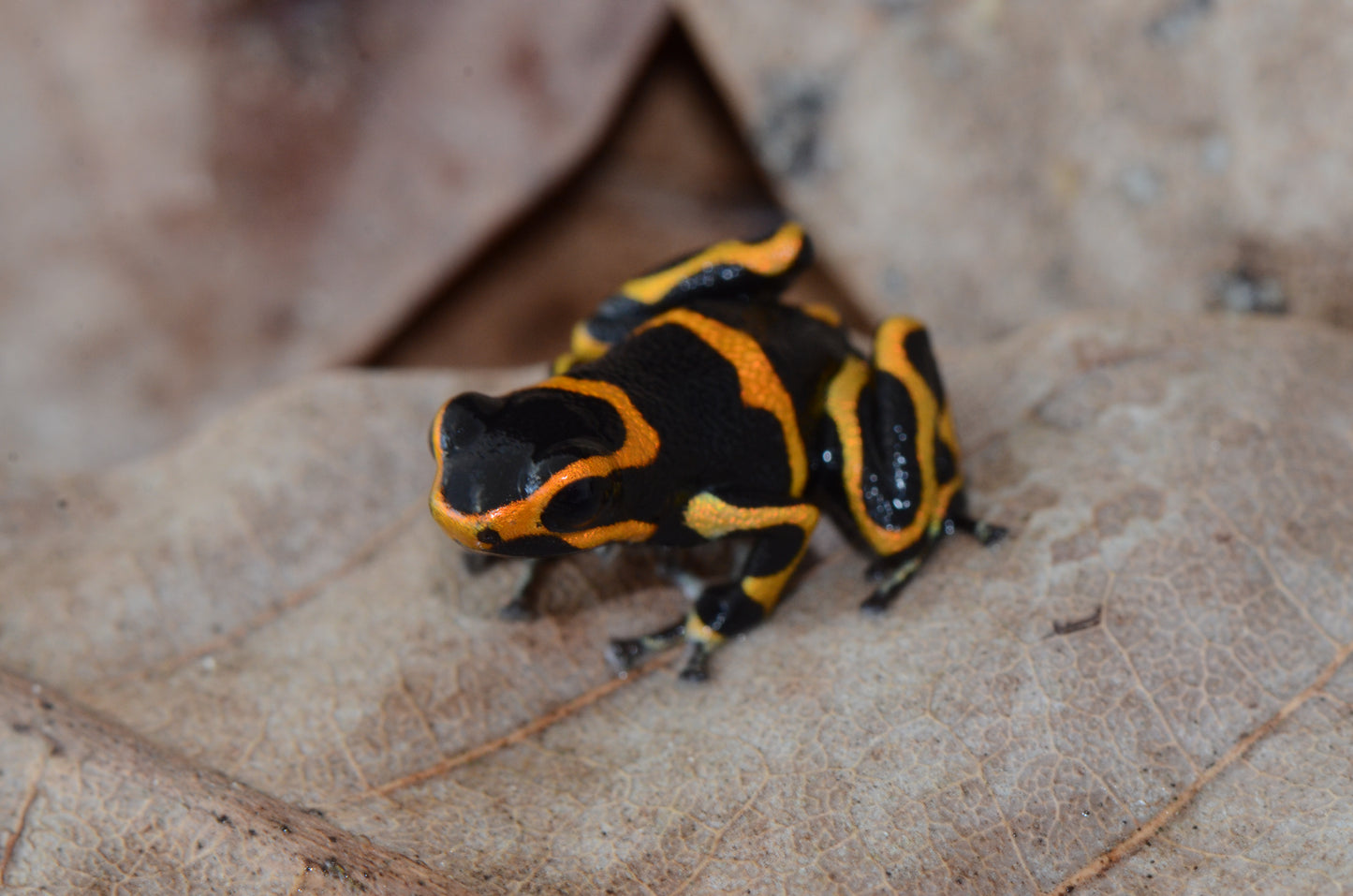 Ranitomeya imitator "Banded"