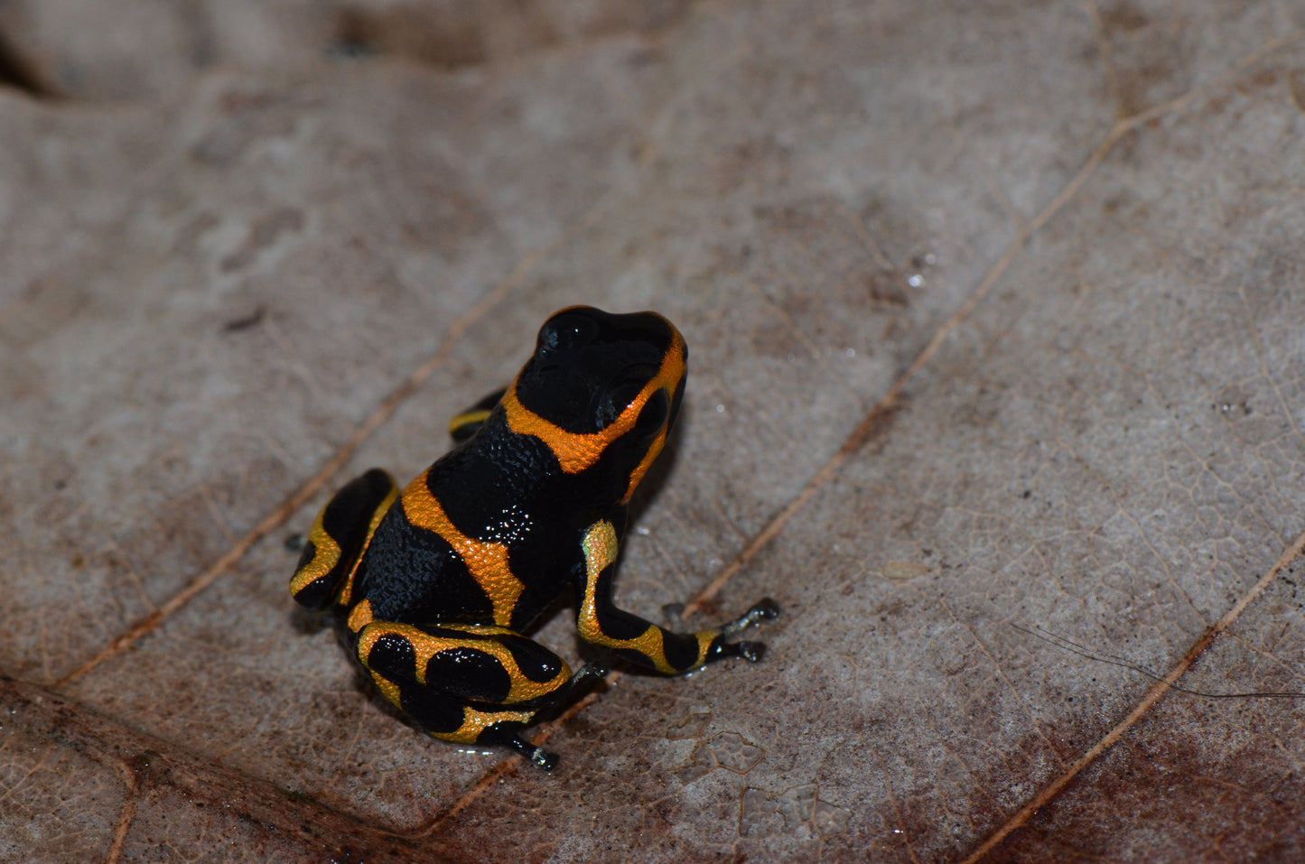 Ranitomeya imitator "Banded"