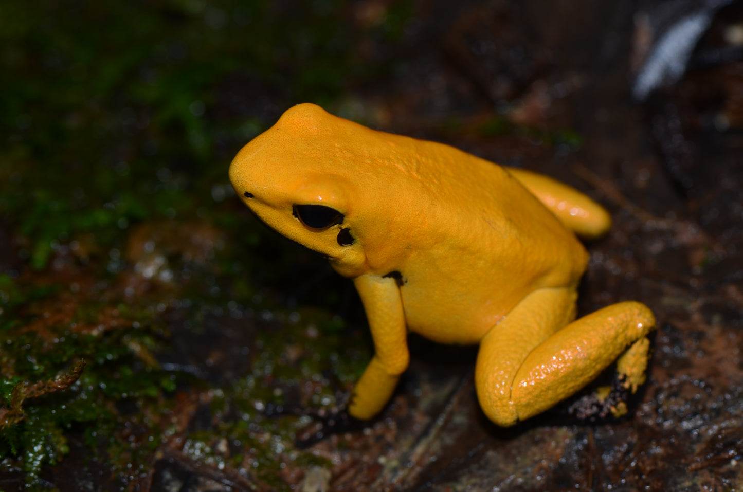 Phyllobates terribilis "Blackfoot"