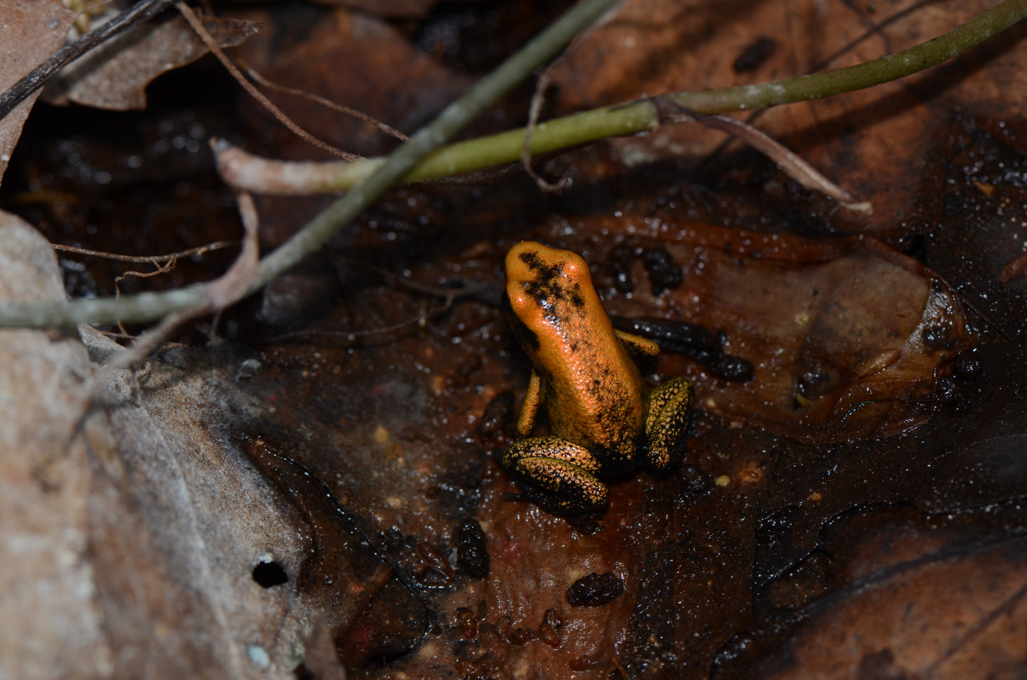 Phyllobates terribilis "Blackfoot"