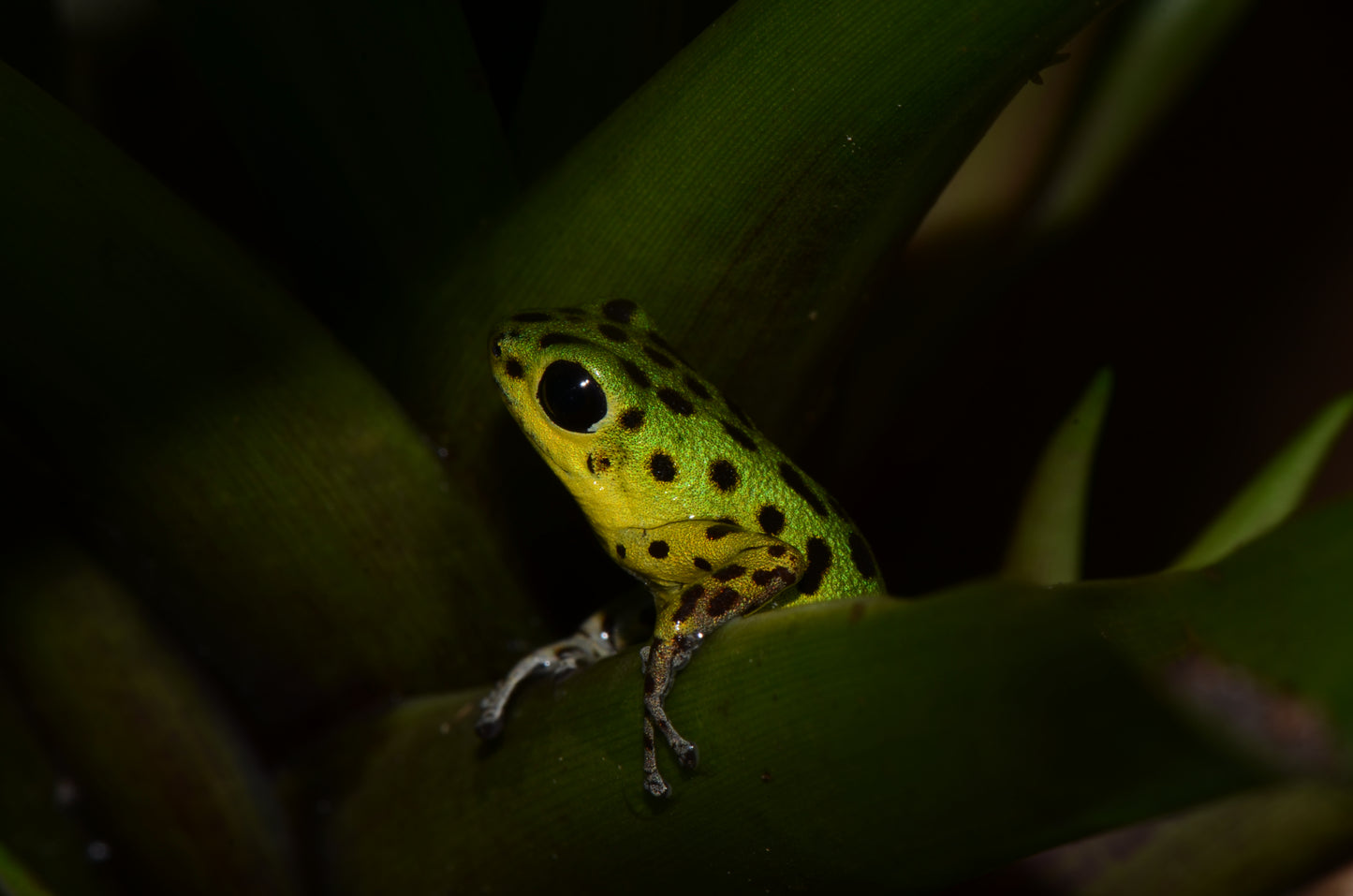 Oophaga Pumilio "Isla Colon"