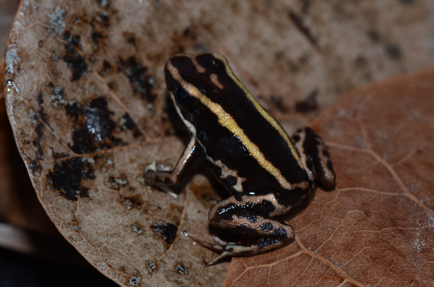 Phyllobates lugubris