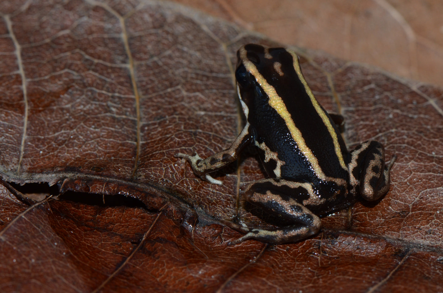 Phyllobates lugubris