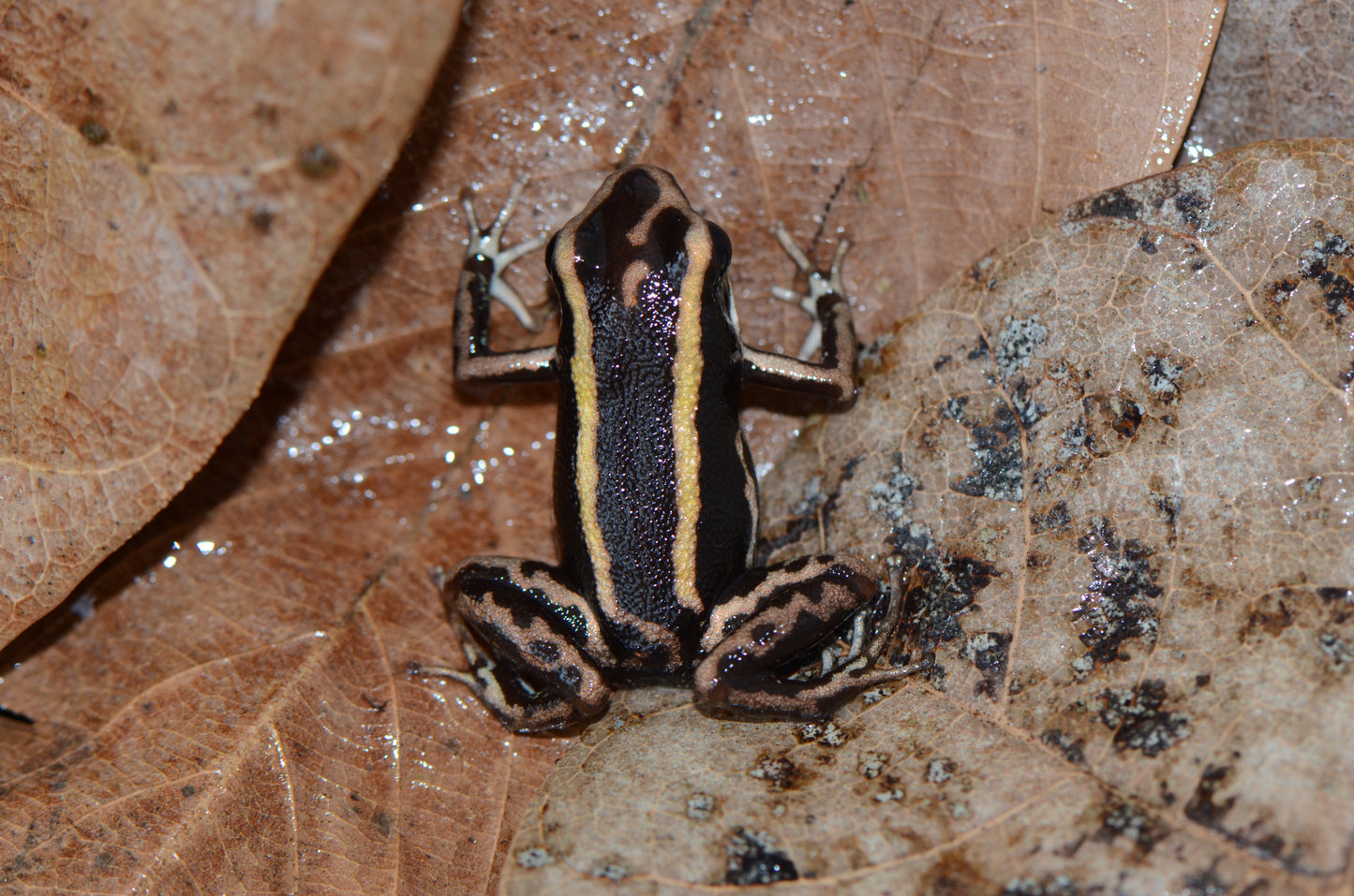 Phyllobates lugubris