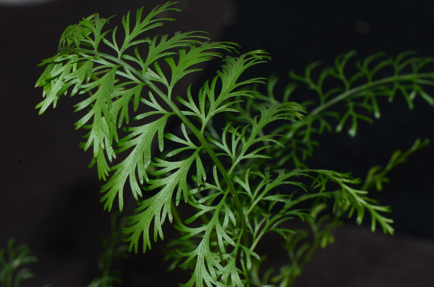 Asplenium aff. cuspidatum "Zanahoria"