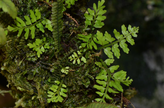 Asplenium aff. cuspidatum "Rincon Dulce"