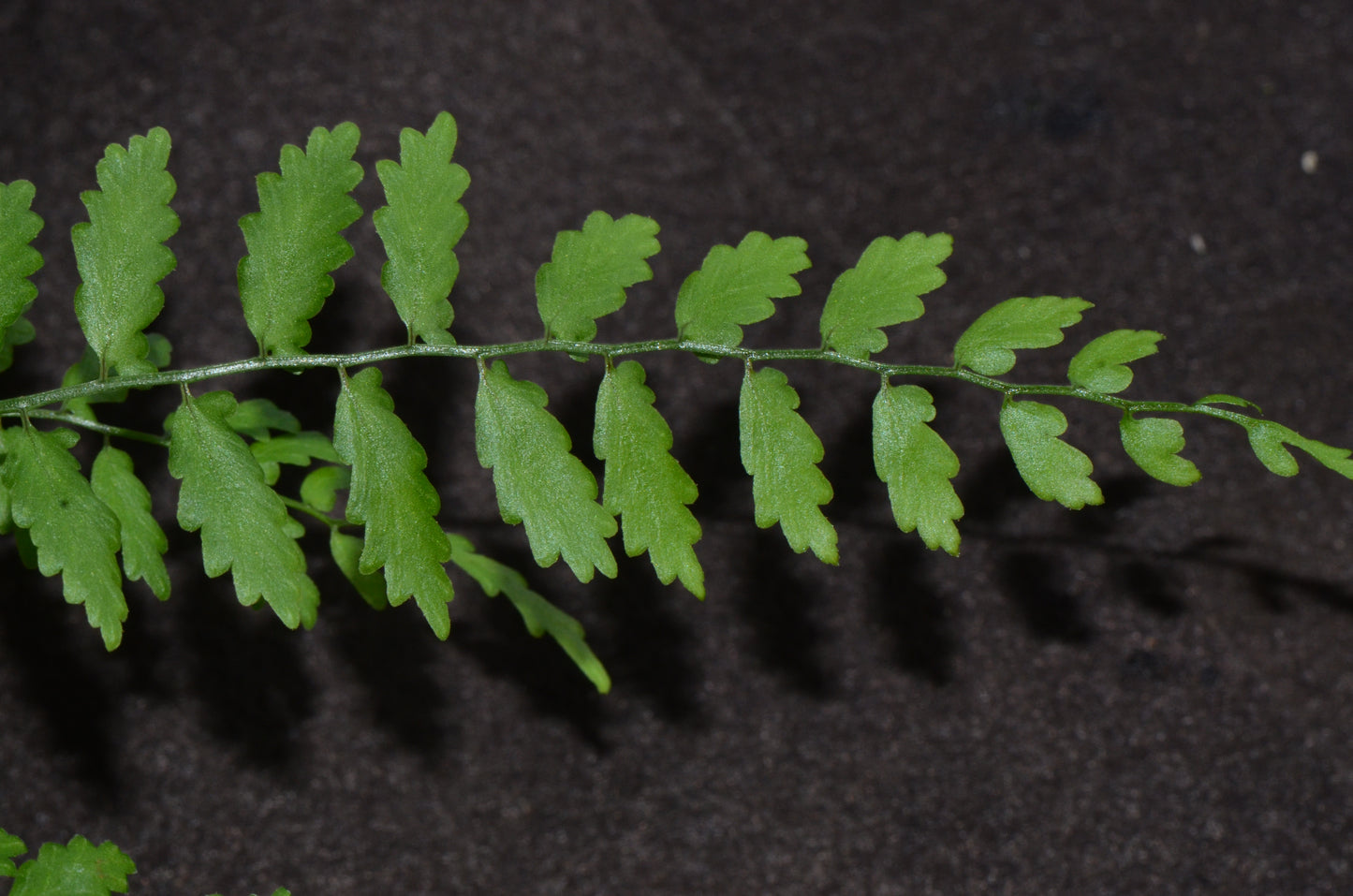 Asplenium aff. cuspidatum "Rincon Dulce"