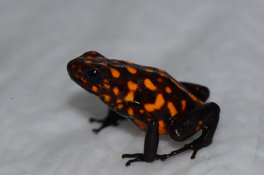 Oophaga sylvatica "Diablo"