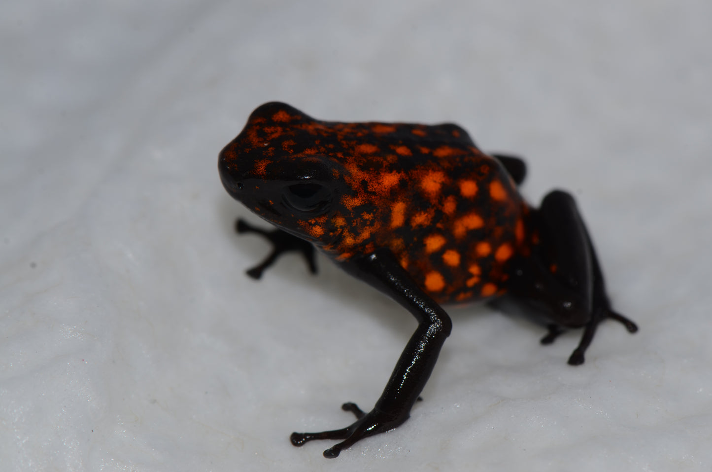 Oophaga sylvatica "Diablo"