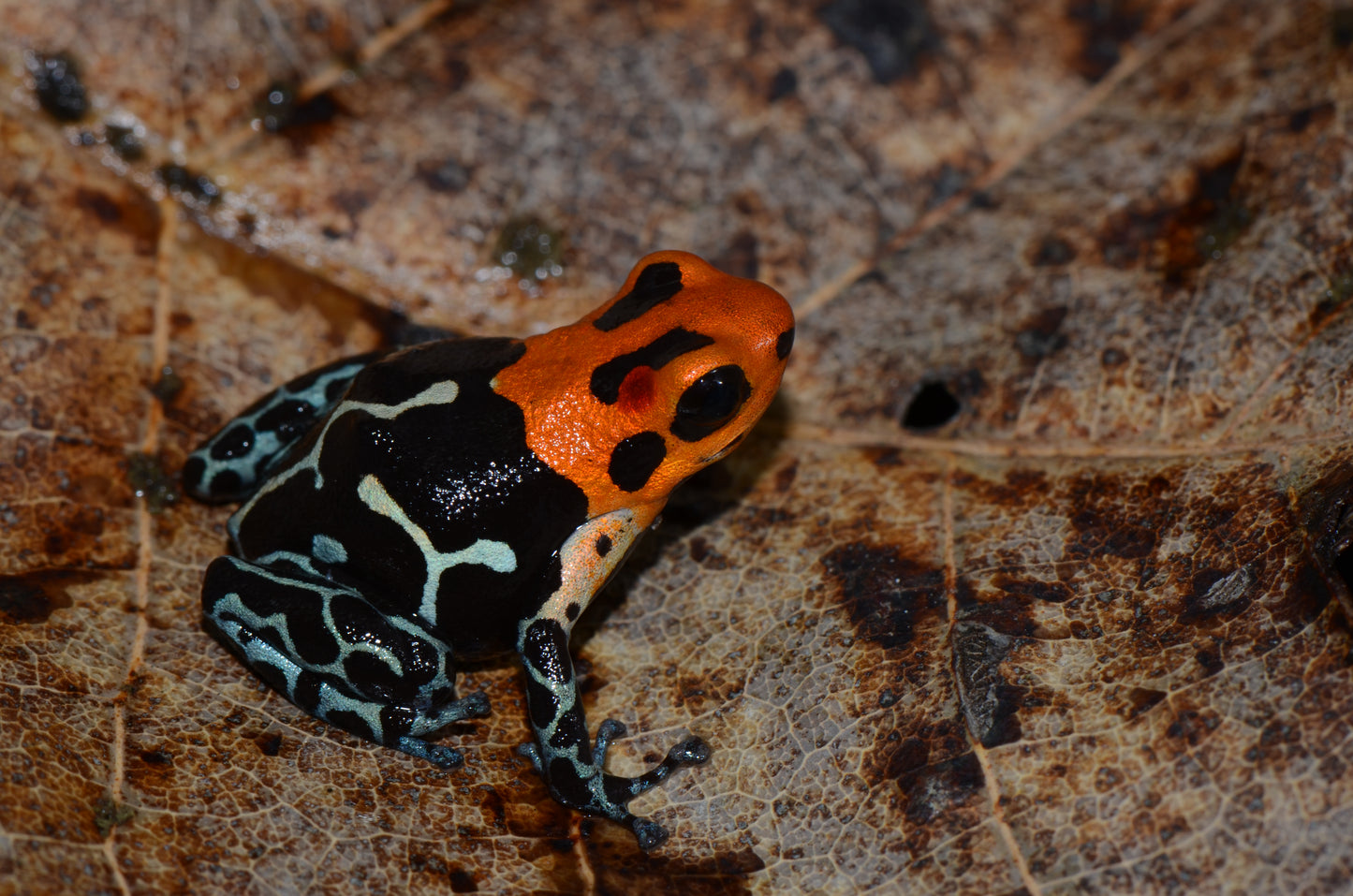 Ranitomeya fantastica "Jeberos"