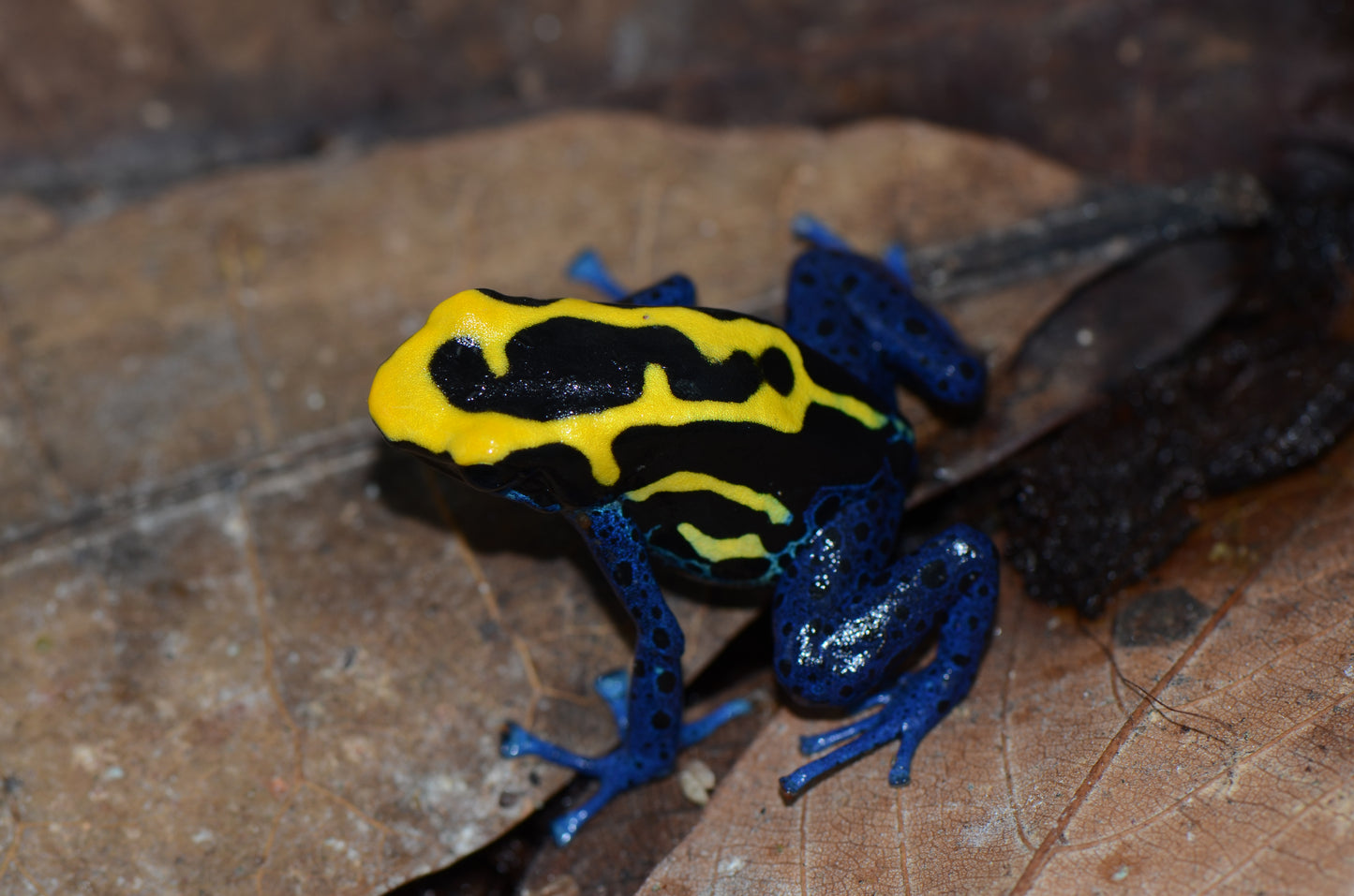 Dendrobates tinctorius "Dwarf French Guyana"