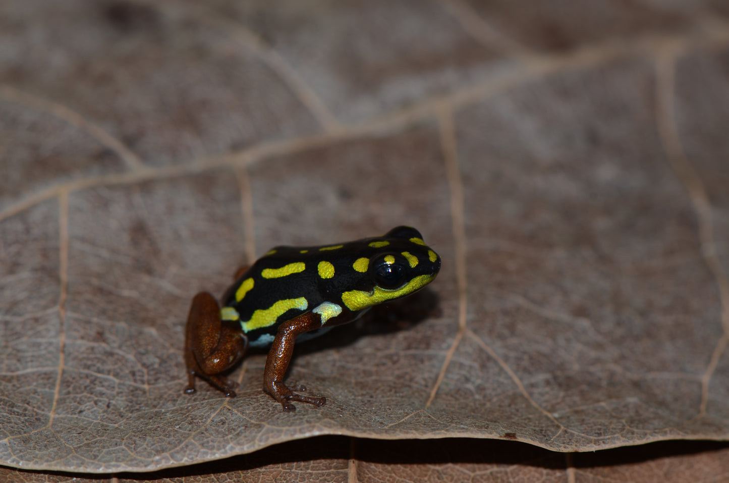 Ranitomeya flavovitatta "Gold Leg"