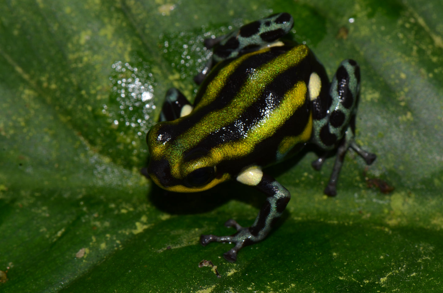 Ranitomeya sirensis "Green"