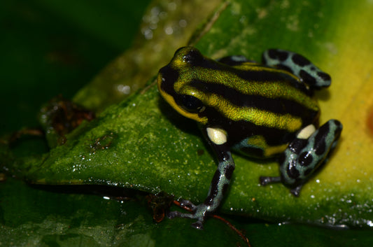 Ranitomeya sirensis "Green"