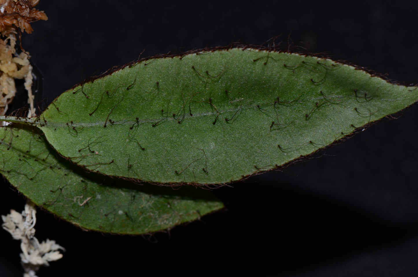 Elaphoglossum aff. crinitum "Broad Form Peru"