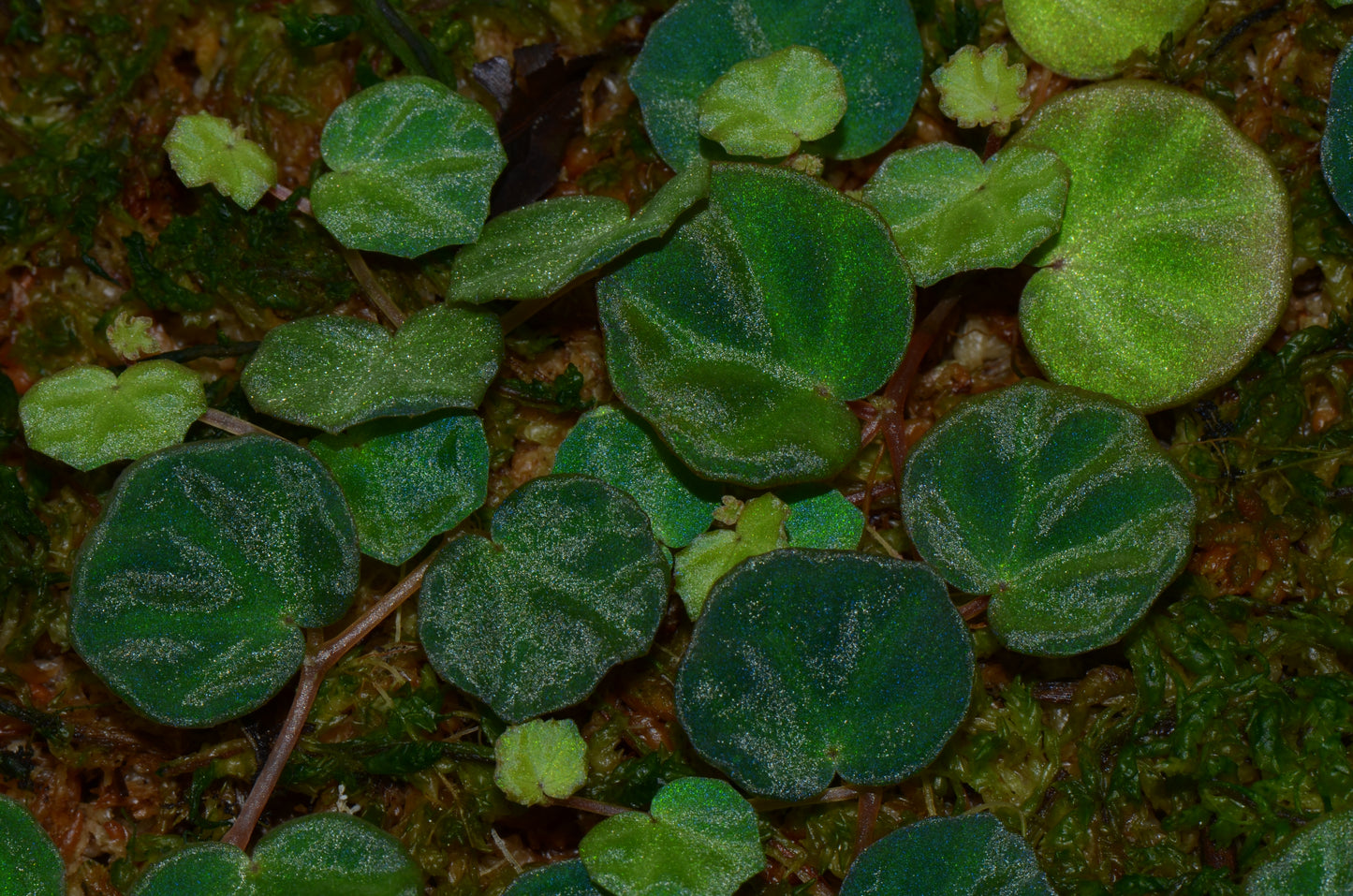 Begonia lichenora