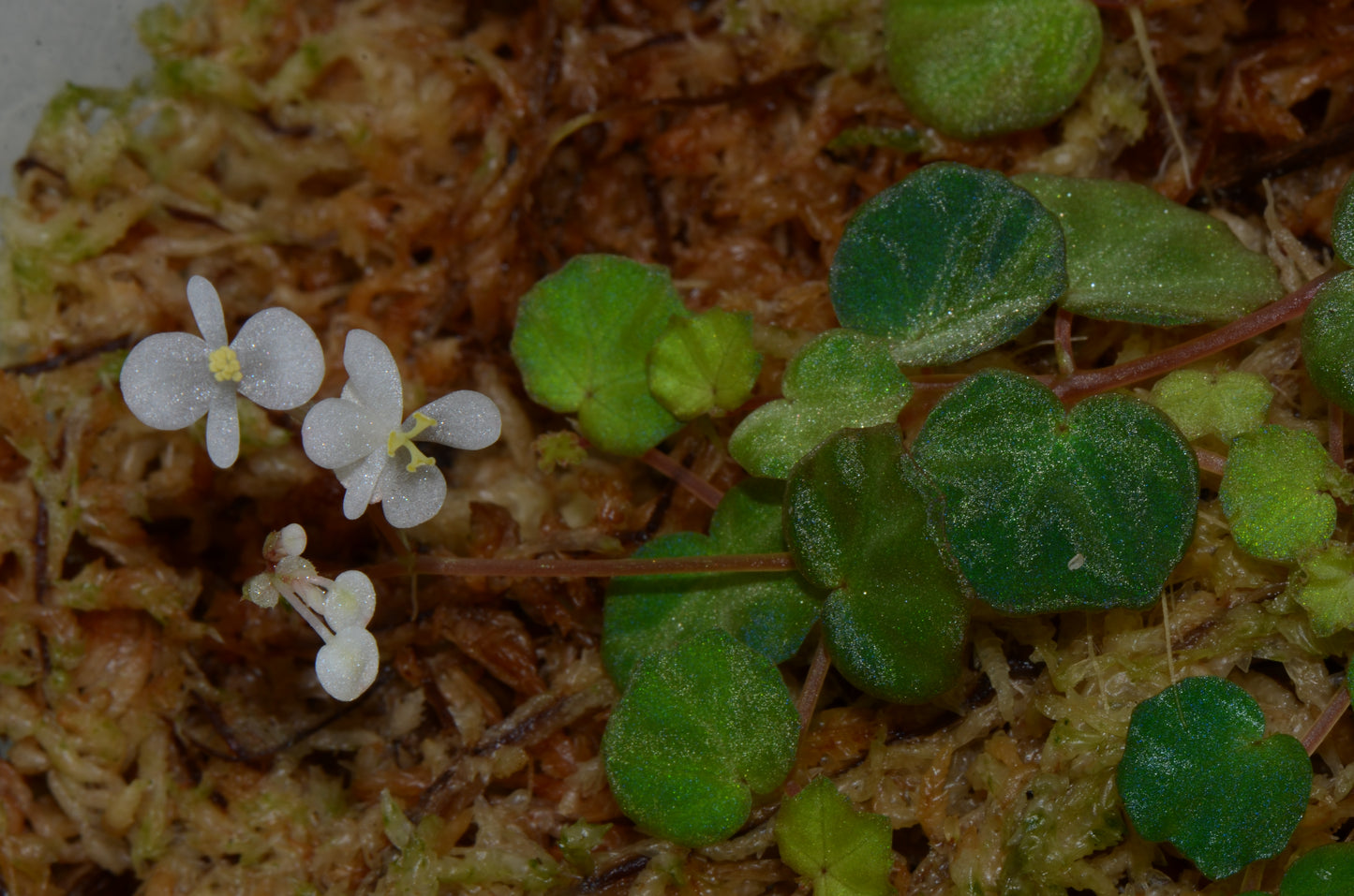 Begonia lichenora