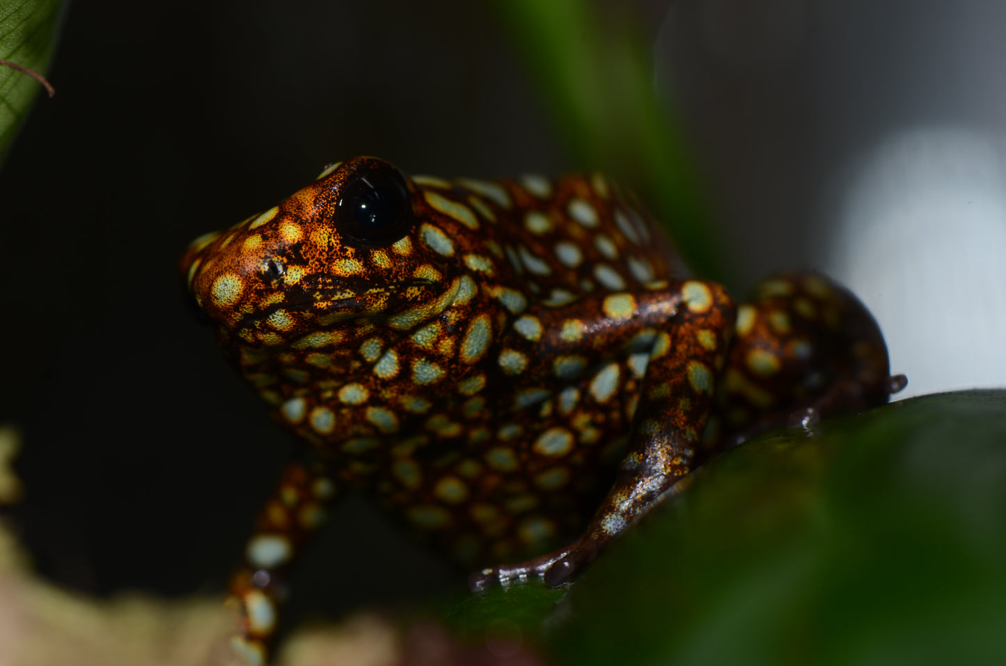 Oophaga sylvatica "Situwa"