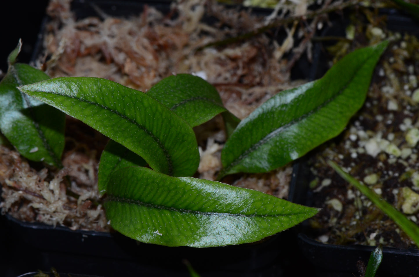 Microgramma aff. piloseloides "Large Form Peru"