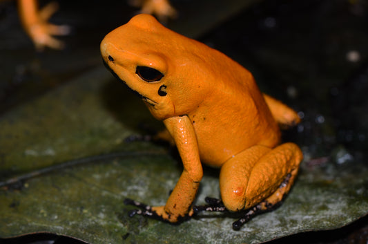 Phyllobates terribilis "Blackfoot"