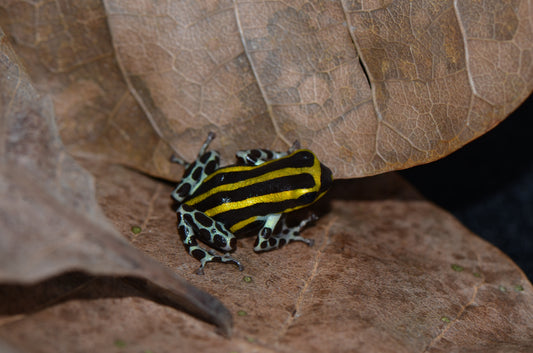 Ranitomeya sirensis "Pachitea Yellow"