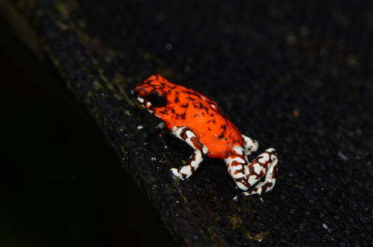 Oophaga sylvatica "Pata Blanca"