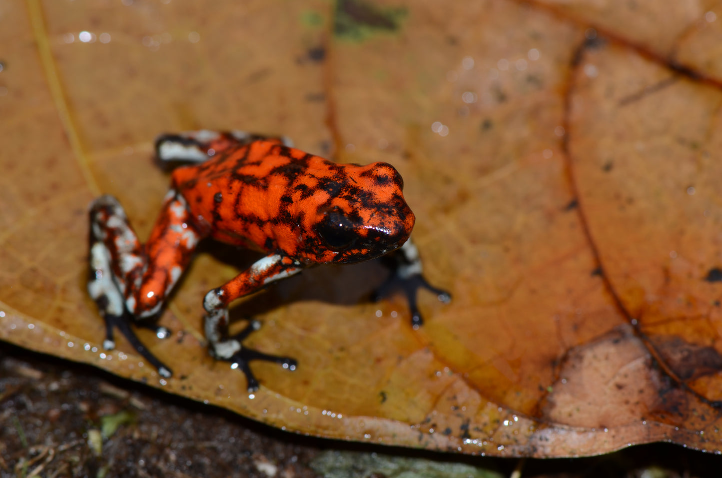 Oophaga sylvatica "Pata Blanca"