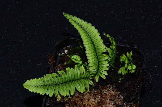 Pecluma sp.  (Northern Peru)