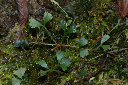 Elaphoglossum peltatum "Rincon Dulce"