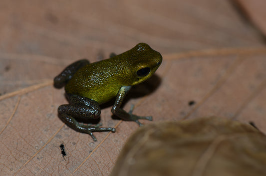 Oophaga pumilio "Isla Popa"