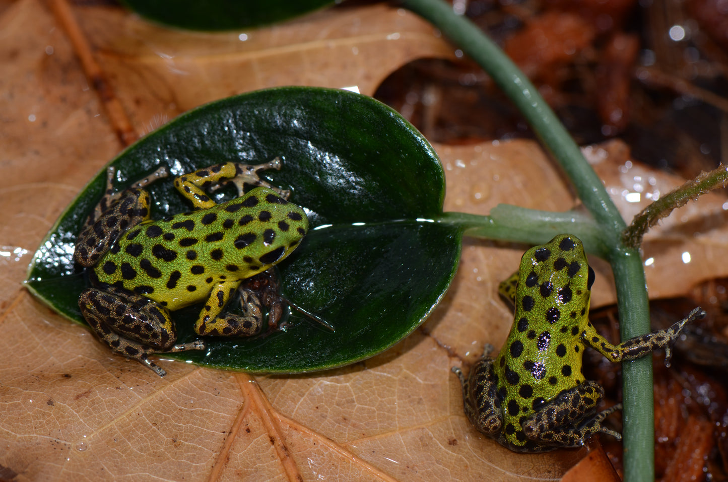 Oophaga Pumilio "Isla Colon"