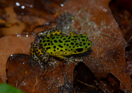 Oophaga Pumilio "Isla Colon"