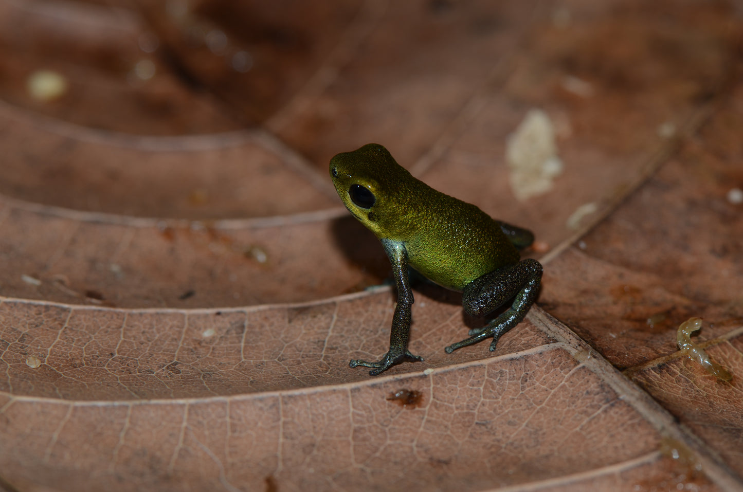 Oophaga pumilio "Isla Popa"