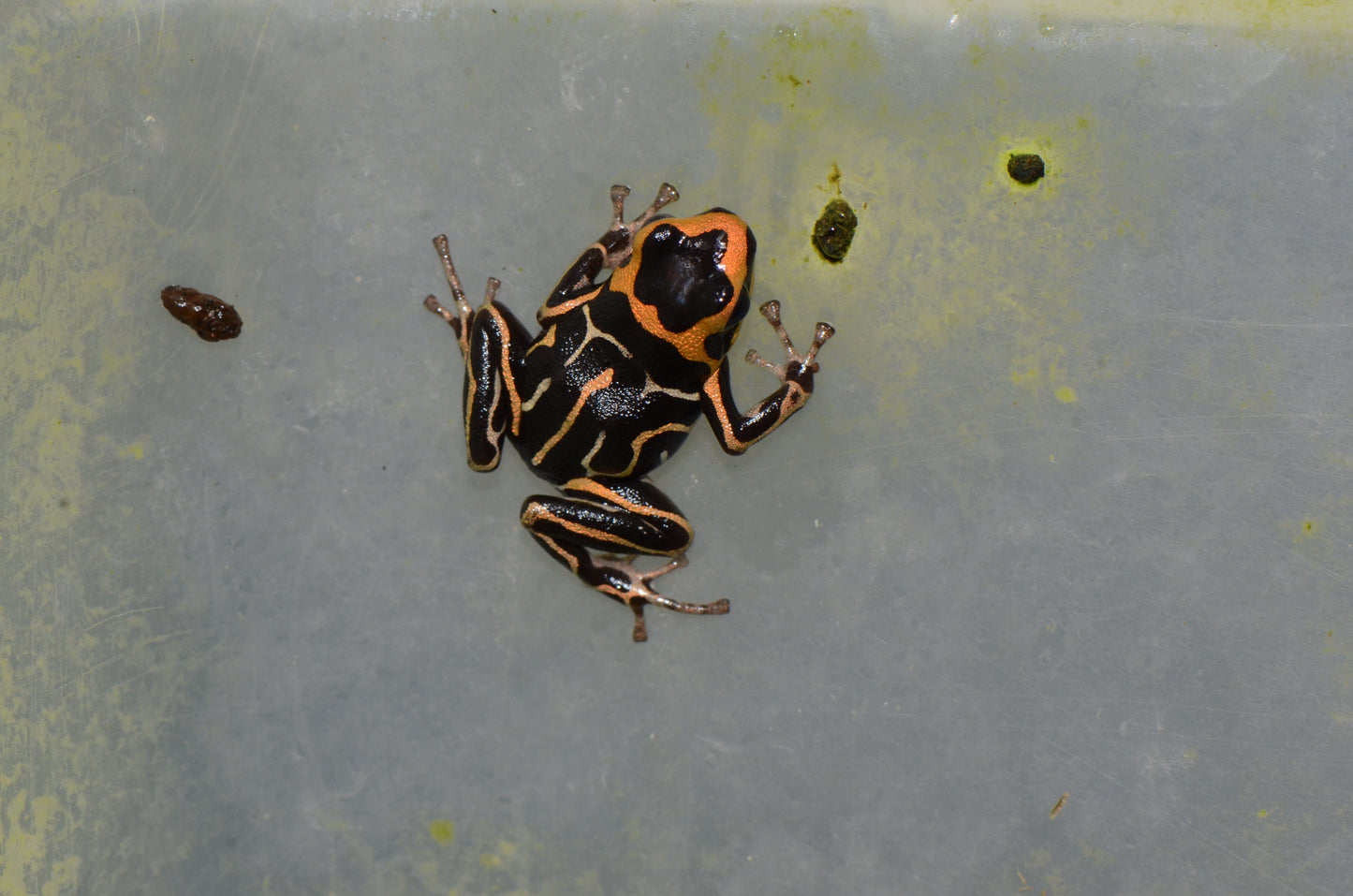 Ranitomeya summersi "Reticulated"